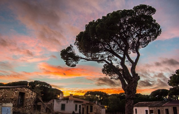 Atardecer en el pinar de Fuentecén