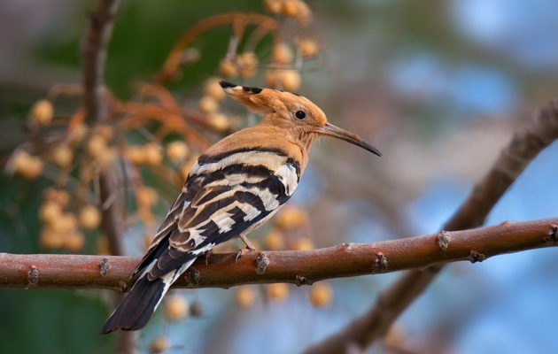 Imagen Barrio de Olivares
