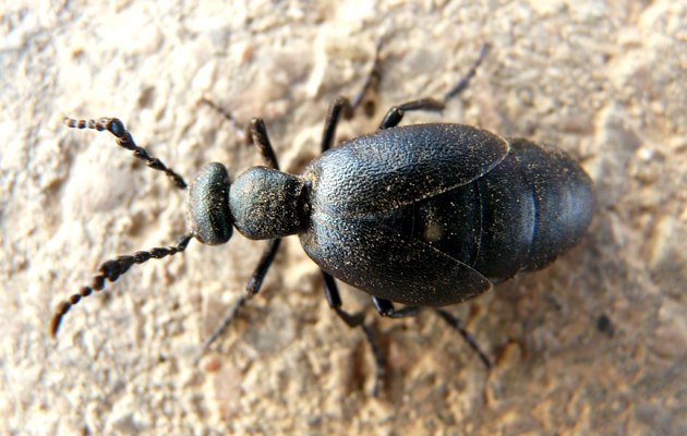 Imagen Camino de las Aceñas de Gijón