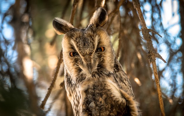 Imagen El Corazón de Valorio