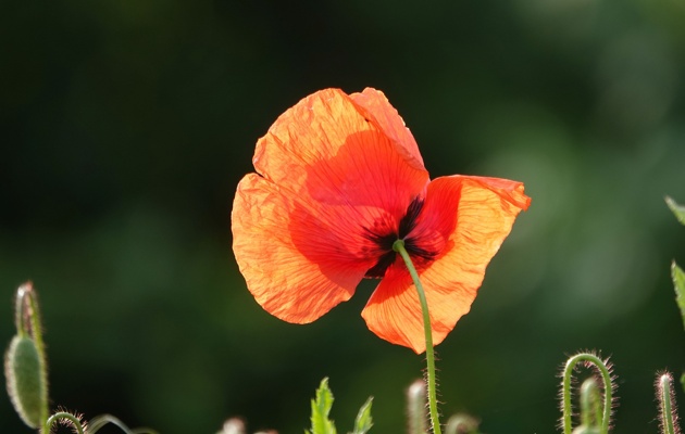 Imagen El Mirador del Duero - Flora