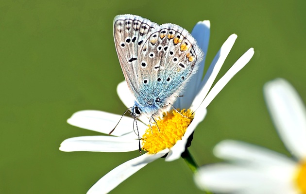 Imagen Fuente de los Compadres - Insectos