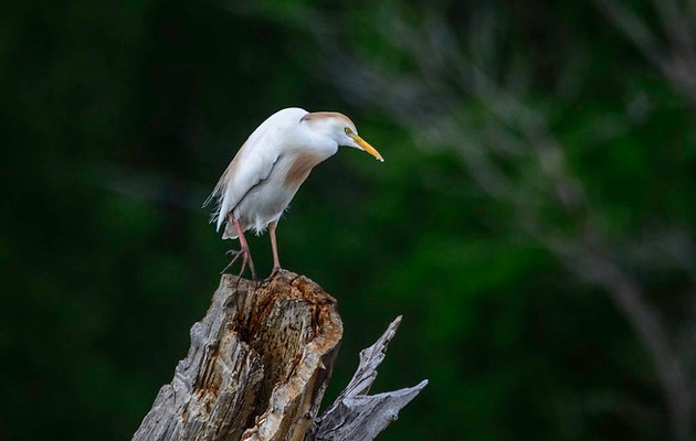 Imagen Fuente de los Compadres