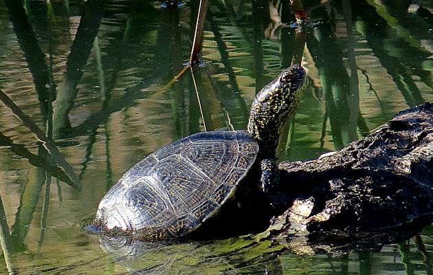 Imagen Galapagos del Duero