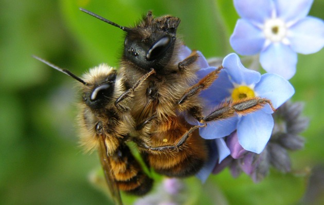 Imagen Hotel de Insectos