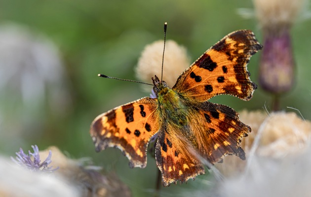 Imagen El Corazón de Valorio - Insectos