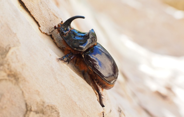 Imagen Los Insectos de Valorio