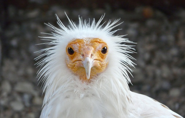 Imagen Las Pajarrancas