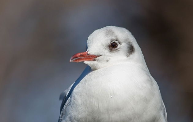 Imagen Los Pelambres