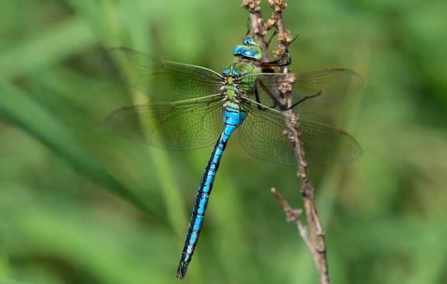 Imagen Los Pisones - Insectos