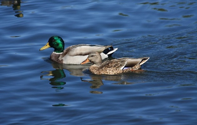 Imagen Mirador del Duero