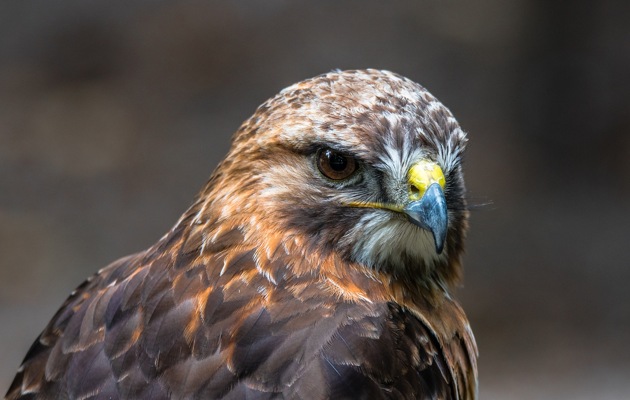 Imagen Ribera de Valderaduey