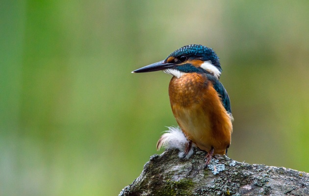 Imagen Riberas de Carrascal