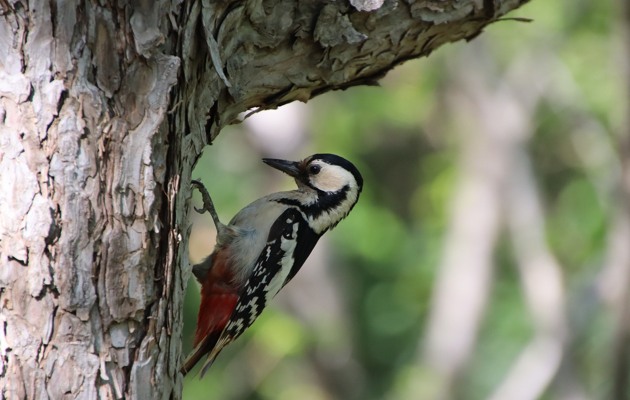 Imagen Los Tres Árboles y las Pallas