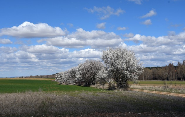 Camino del Arroyo - Aldeanueva de la Serrezuela